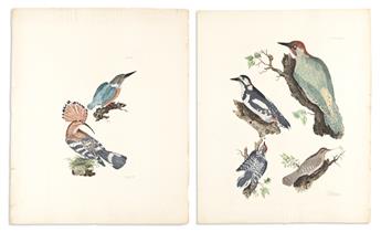 (BIRDS.) Prideaux John Selby. Group of 13 hand-colored etched and engraved plates from Illustrations of British Ornithology.